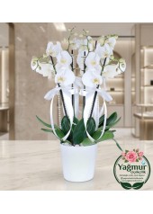 Premium 4 Dal İnci Detaylı Beyaz Orkide (Phalaenopsis)